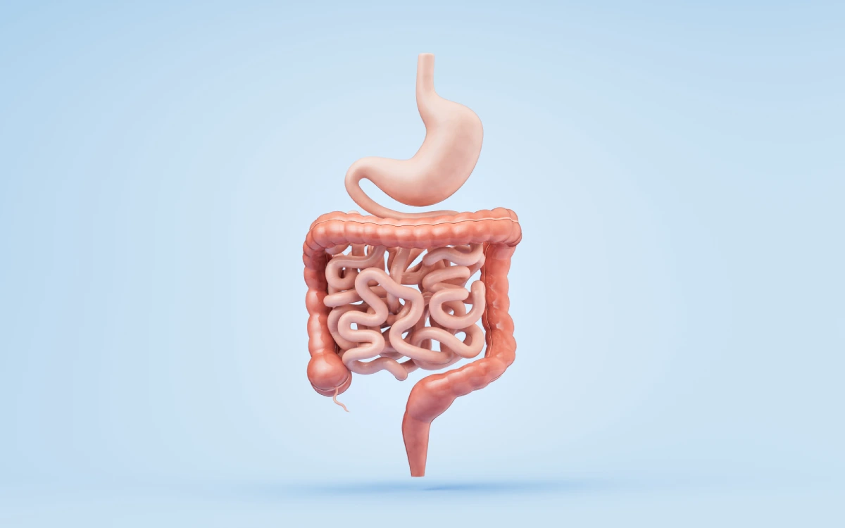 3D model of human digestive system with stomach and intestines.