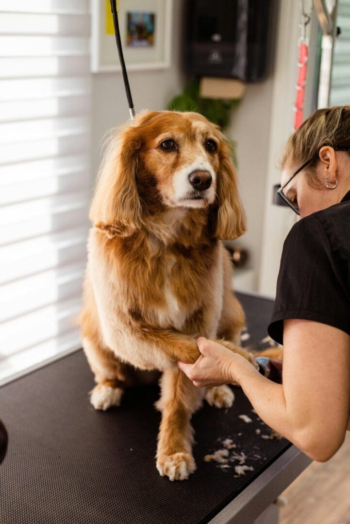 A golden retriever being gently held by a person indoors.