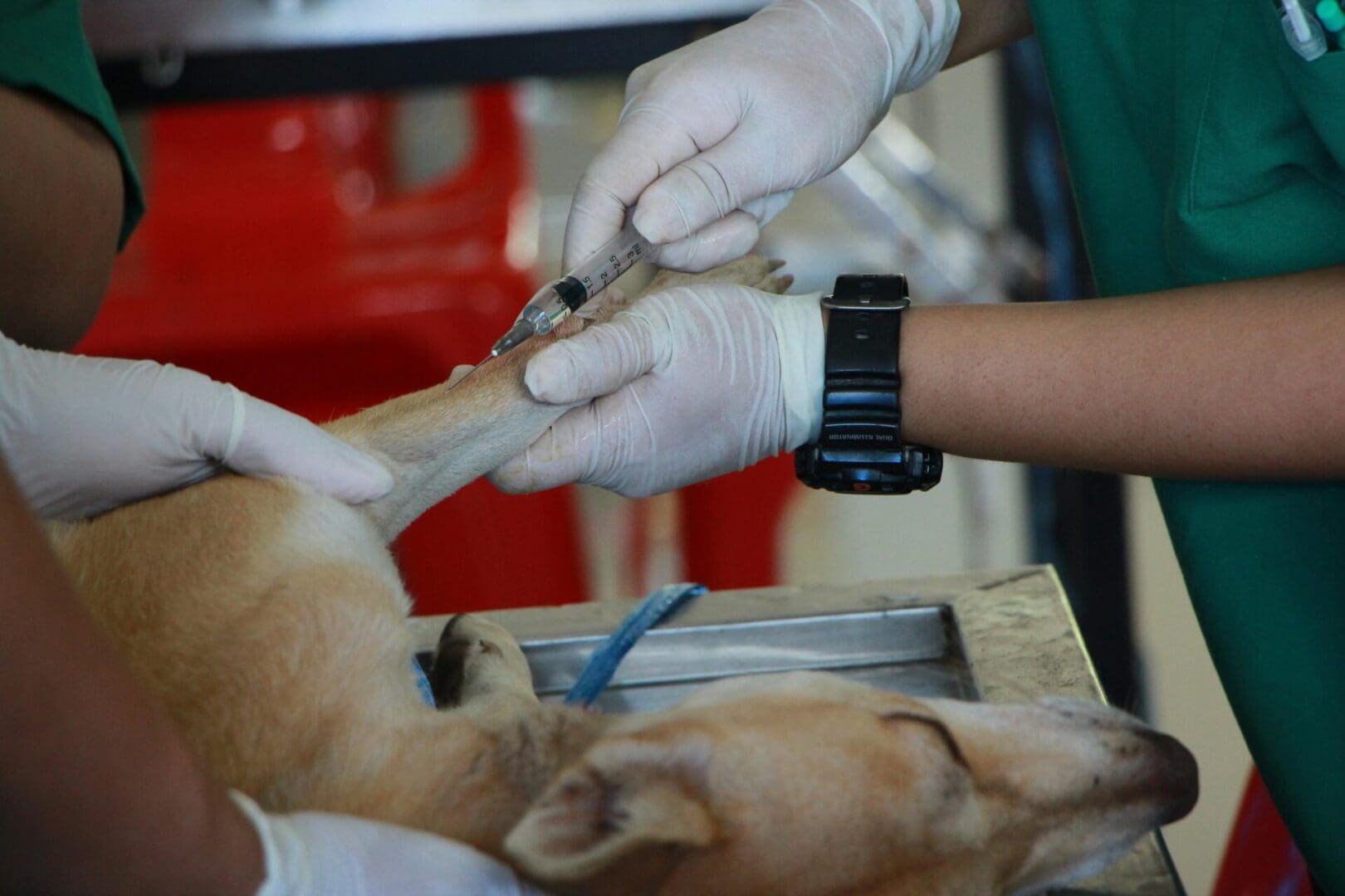 A veterinarian examining a dog's paw during a checkup.