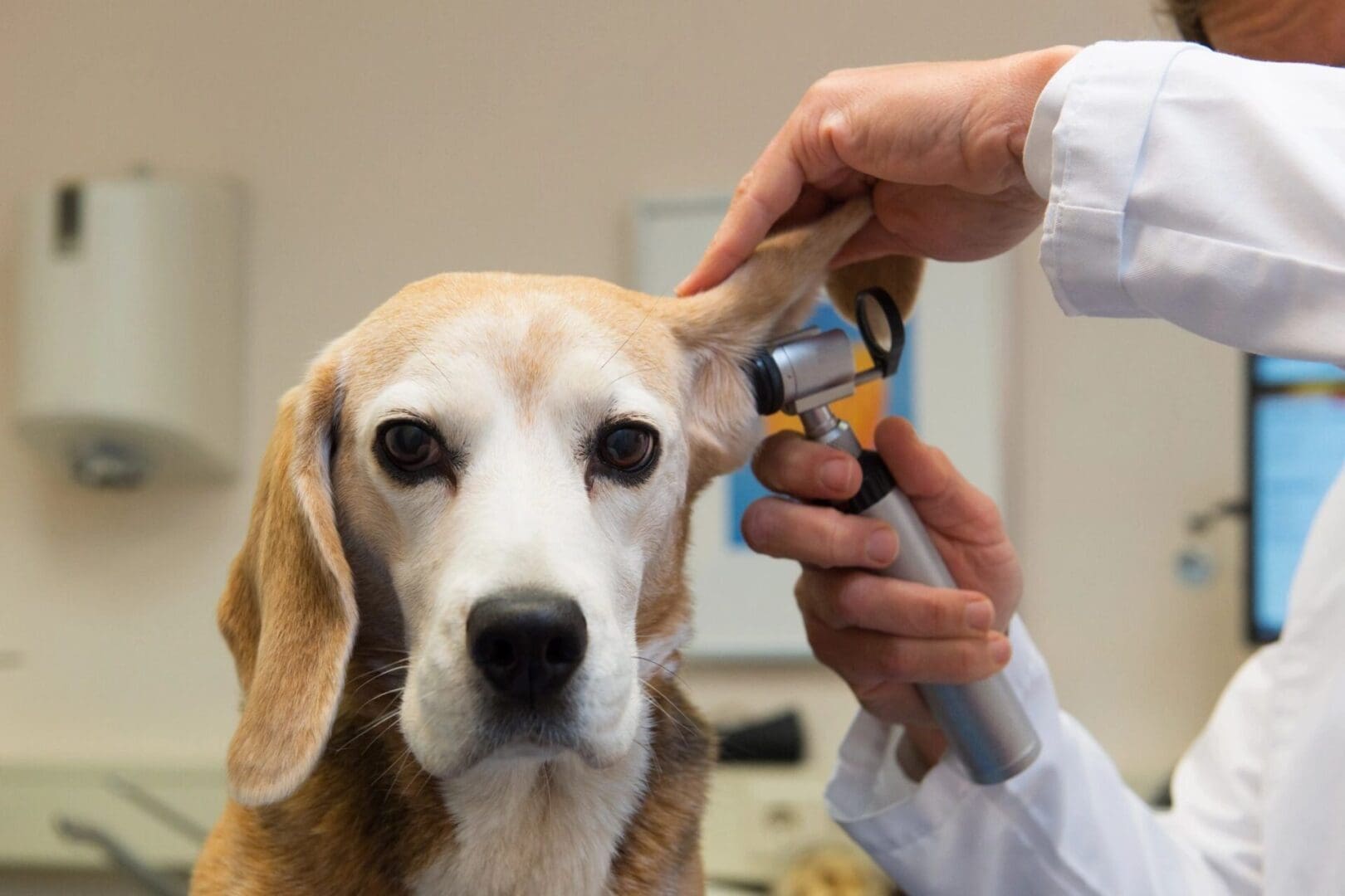 A dog being examined by a veterinarian using an otoscope.