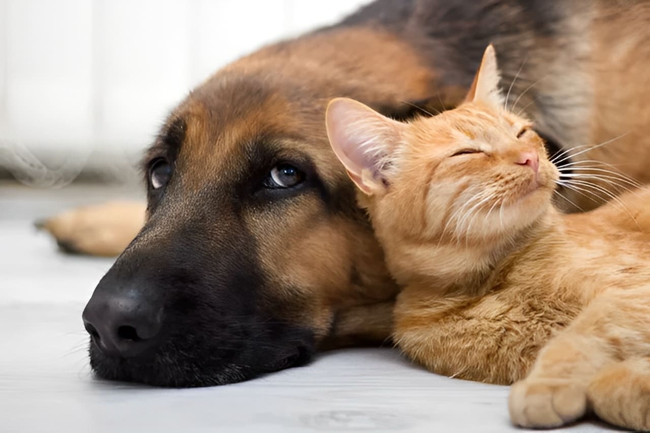 A dog and a cat resting closely together, showing a peaceful bond.