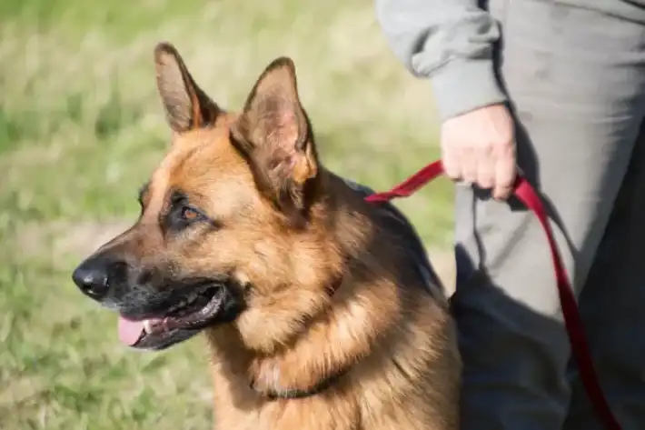 German Shepherd dog on a leash outdoors.