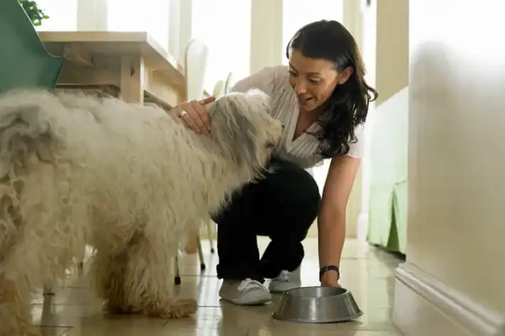 Woman feeding her large fluffy dog indoors.