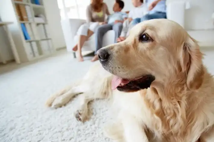 Golden retriever lying on a carpet with people in the background.