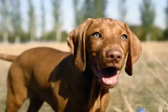 Happy brown dog outdoors with bright eyes and open mouth.